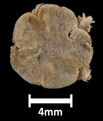 Media type: image;   Invertebrate Zoology OPH-6797 Description: Top down view of single ophiuroid specimen with a scale bar.;  Aspect: dorsal